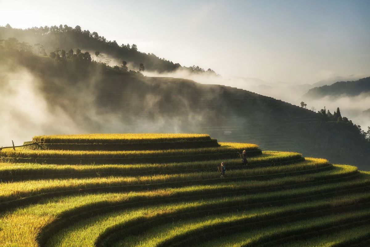 Ruộng bậc thang mùa lúa chín trong sương sớm